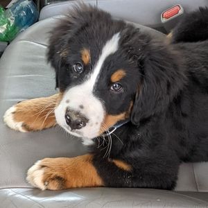 Meet your Posher, Christopher